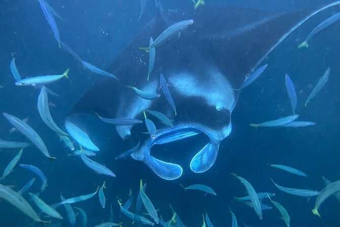 Manta Ray Snorkeling by Night in Kailua-Kona, Hawaii - Meeting Point and Logistics