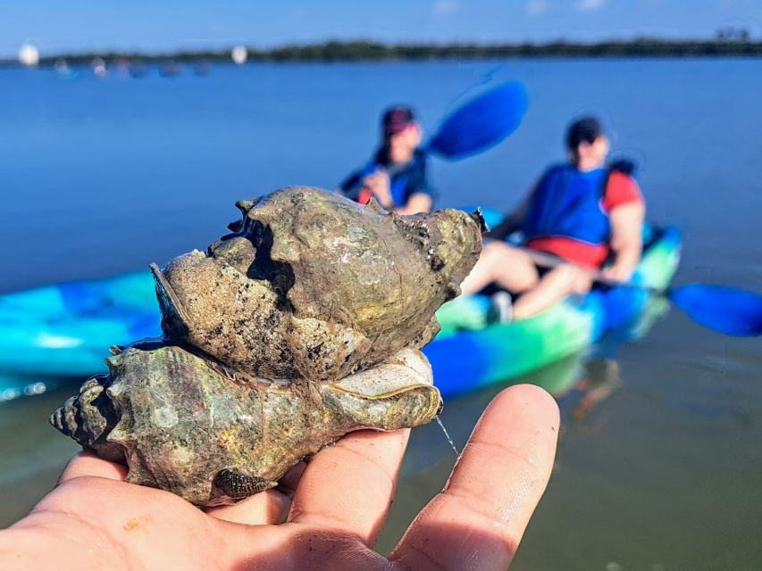 Marco Island: Kayak Mangrove Ecotour in Rookery Bay Reserve - Pricing and Inclusions