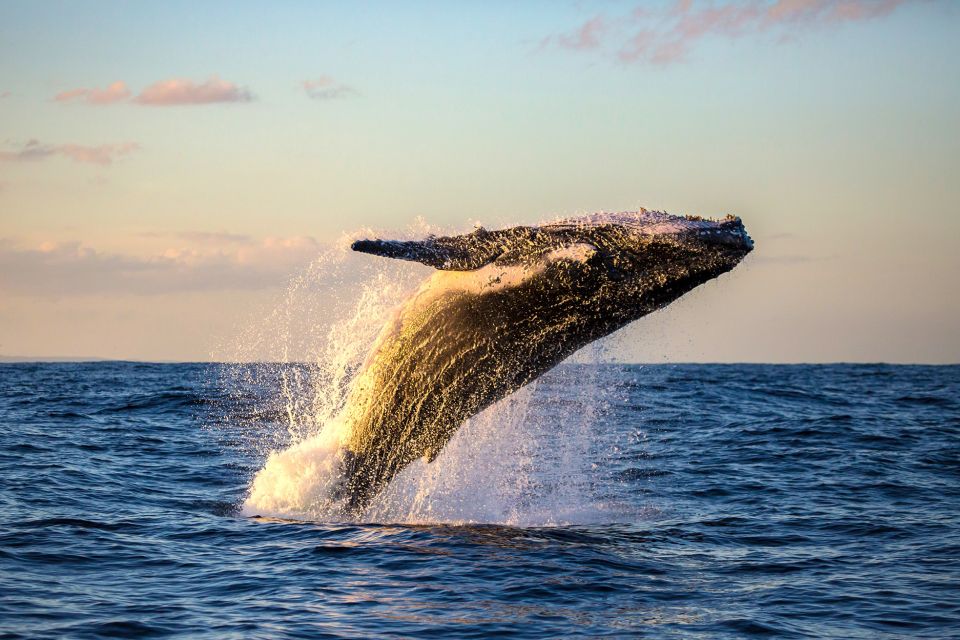 Maui: Eco-Friendly Whale Watching Tour From Maalaea Harbor - Experience Highlights