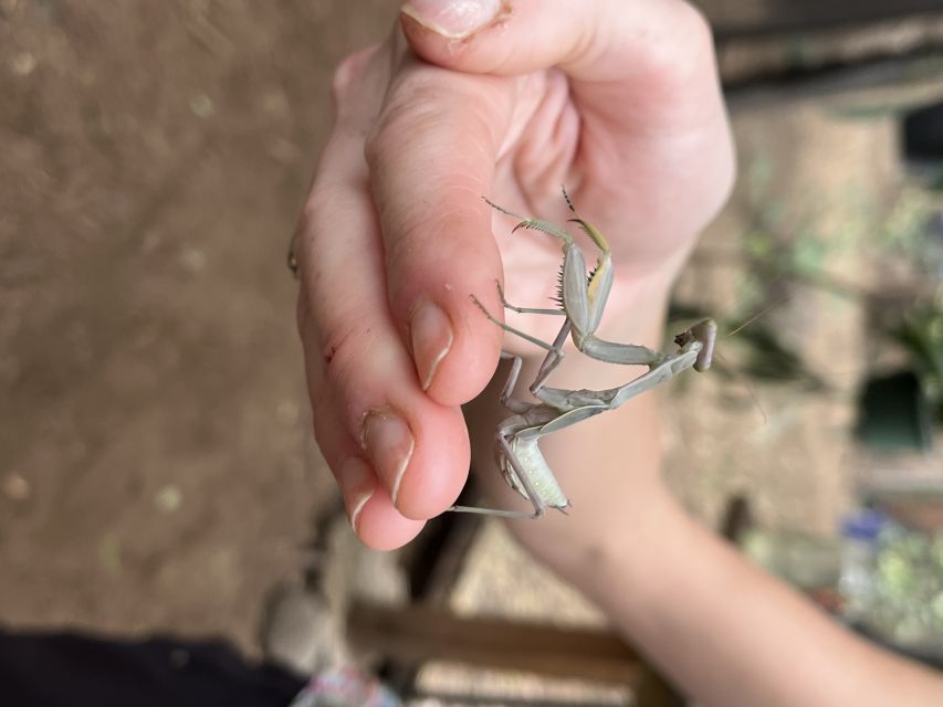 Maui: Interactive Butterfly Farm Entrance Ticket - Experience Highlights