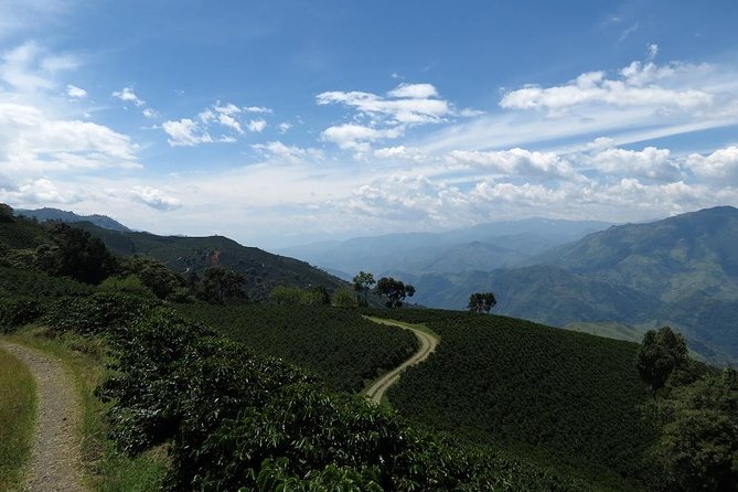 Medellín Coffee Tour to Concordia - Tour of a Coffee Farm