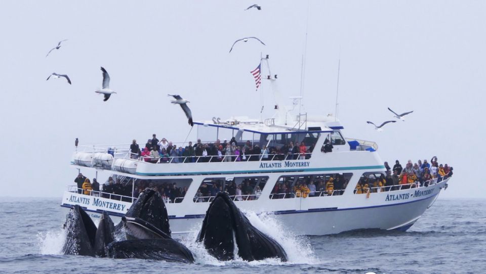 Monterey: Whale Watching Tour With a Marine Guide - Experience Highlights