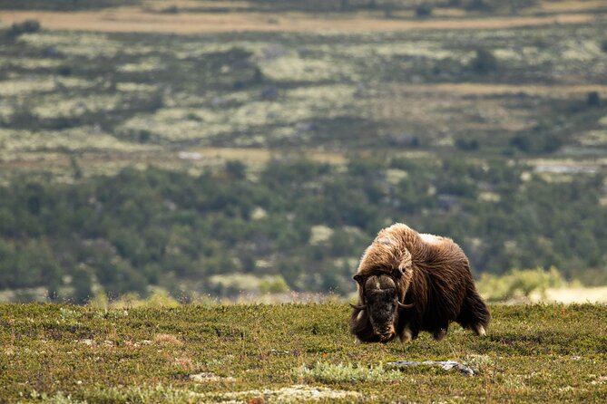 Muskox Safari From Hjerkinn | Dovre & Lesja Aktiv - Observing Muskox in the Wild