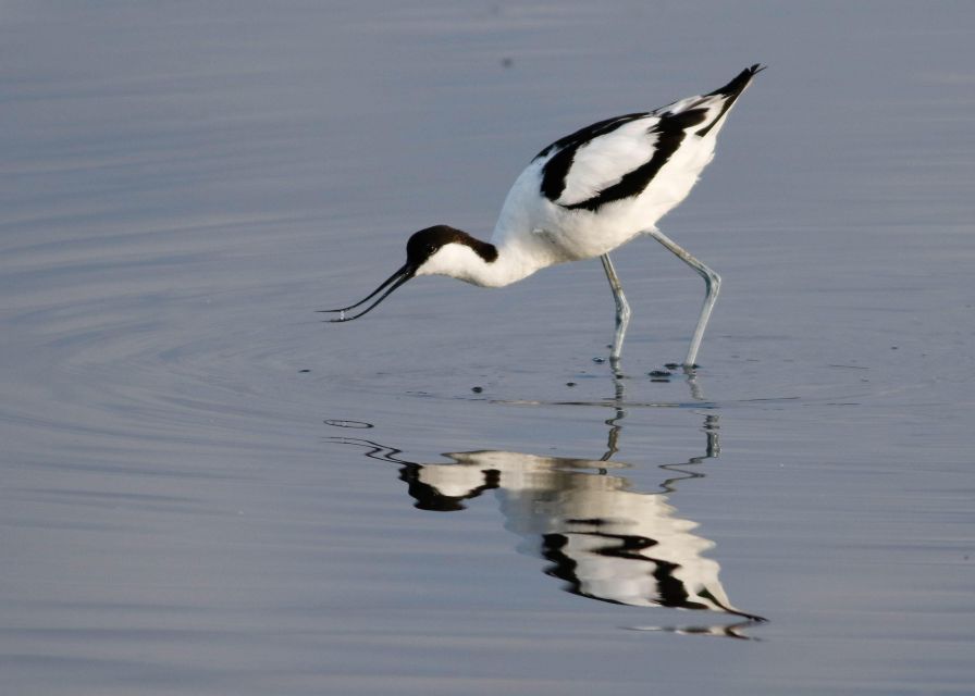 New Forest Discovery Walk (Lymington) - Highlights of the Tour