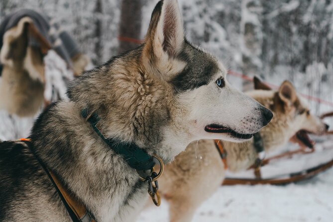 Nulkki Husky Adventure - Inclusions and Amenities