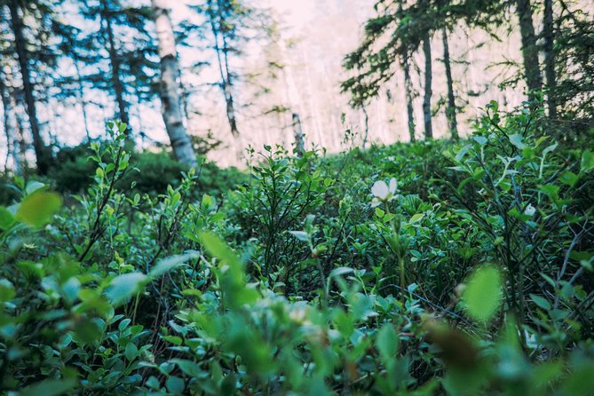 Off-Trail Nature Stockholm Hike - Participant Requirements