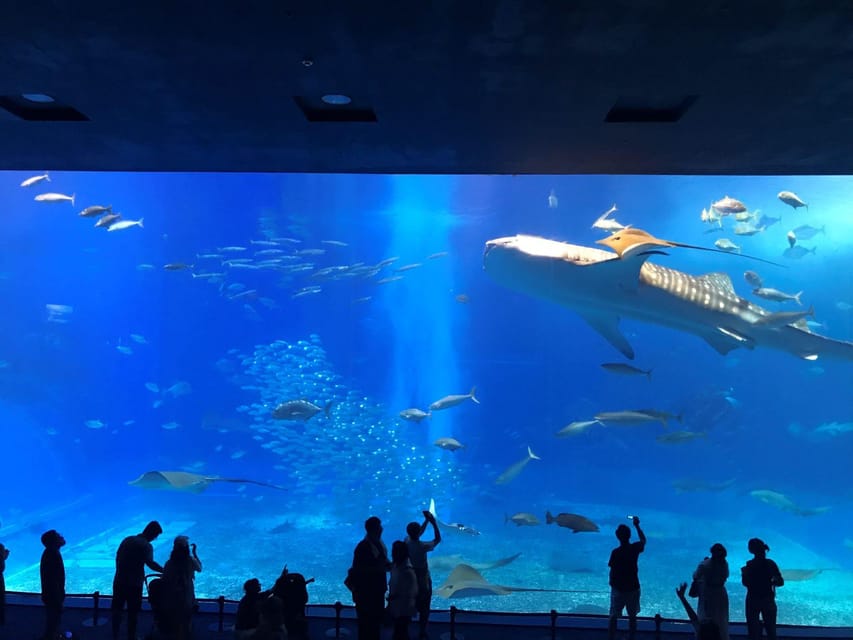 Okinawa Sightseeing Bus : Churaumi Aquarium/Kouri/American - Itinerary Highlights