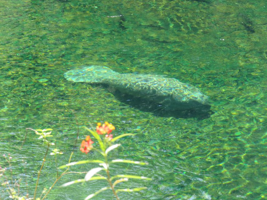 Orlando: Small Group Manatee Discovery Kayak Tour - Tour Highlights