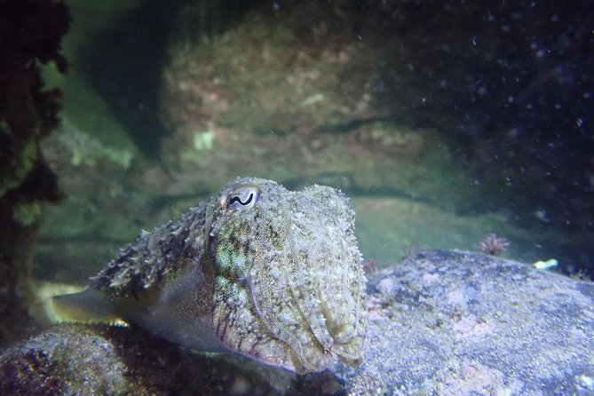 Porto Santo Night Snorkeling Tour - Inclusions