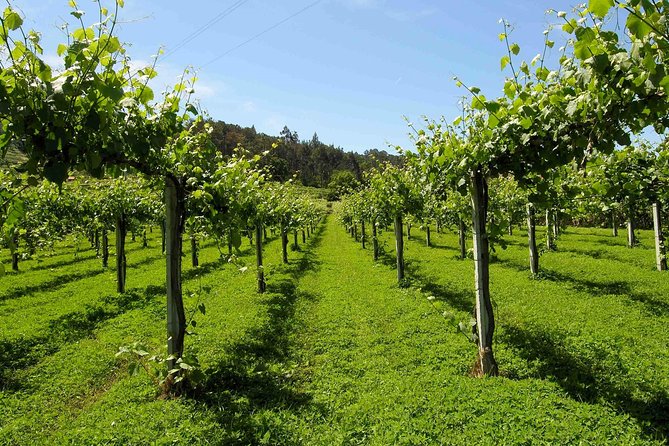 Premium Private Vinho Verde Tour:2 Wineries With Tastings & Lunch - Included Services