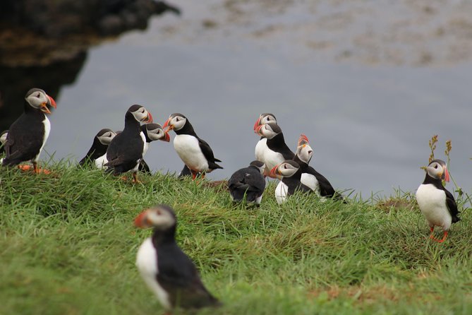 Premium Small-Group Puffin & Bird Watching Tour From Reykjavik - Meeting and Pickup