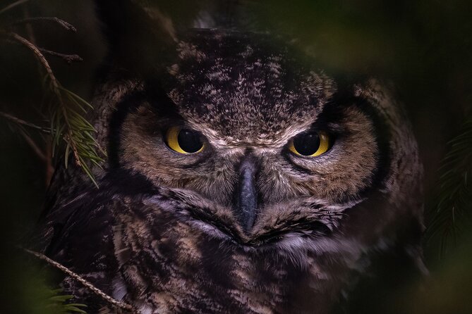 Private Guided Owl Prowl to Observe and Photograph Wild Owls - Accessibility and Transportation