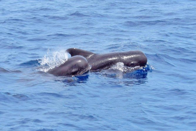 Private Premium Whale and Dolphin Safari St Lucia - Booking and Availability