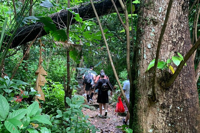 Rainforest Nature Walk & Luquillo Beach Combo - Learning About Local Wildlife