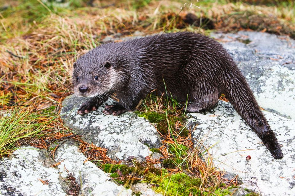 Ranua Wildlife Park Day: Visit the Arctic Animals - Activities at the Ranua Wildlife Park