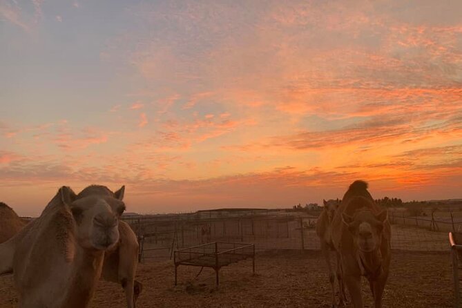 Red Dunes Sand Safari and Camel Ride With BBQ Dinner From Dubai - Inclusions