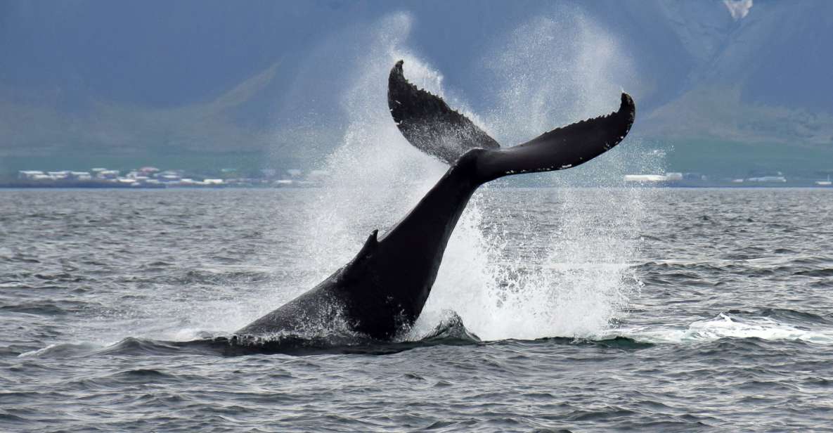 Reykjavik: Whale Watching Tour - What to Expect on the Tour