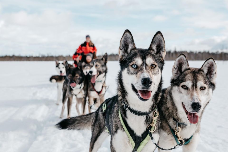 Rovaniemi: Family-Friendly Husky Sled Ride and Farm Visit - Interacting With Sled Dogs