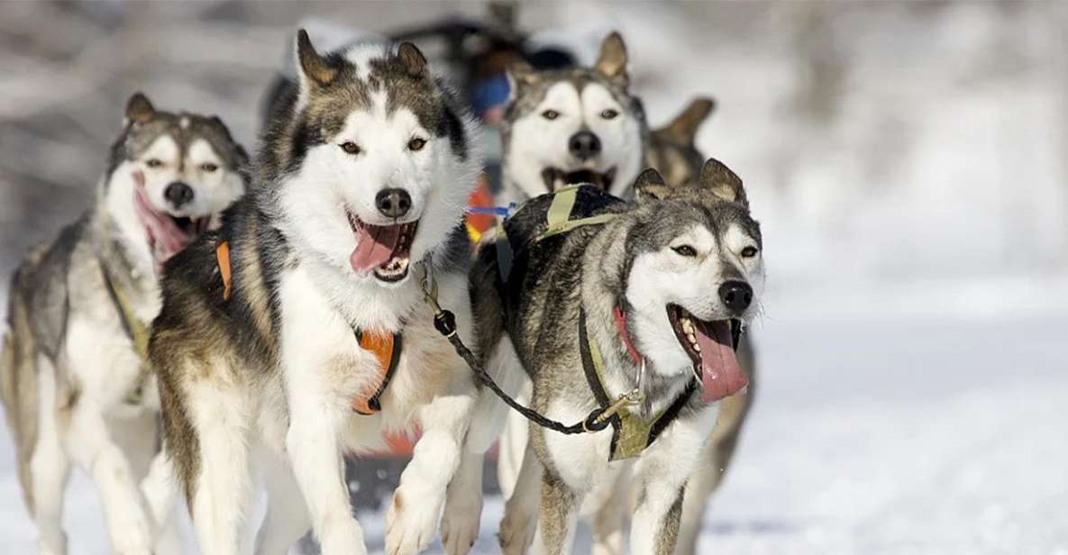 Rovaniemi: Husky Safari on a Snowy Trail - Exploring Lappish Nature