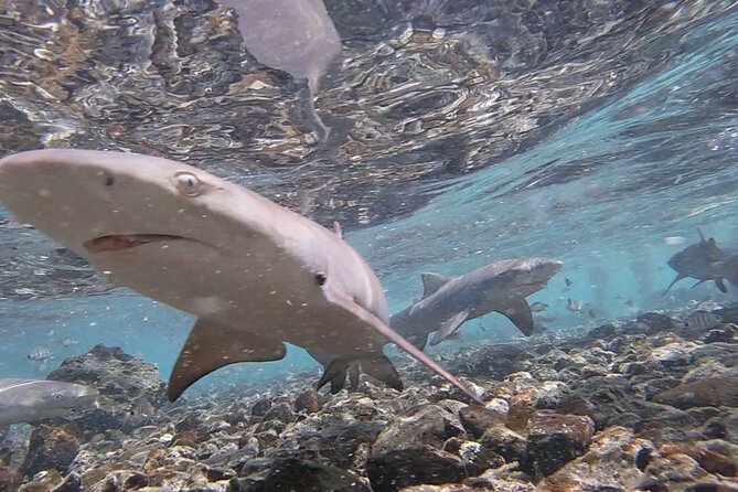 Sal Island: Shark Bay Shark Watching Experience From Santa Maria - Experience Overview