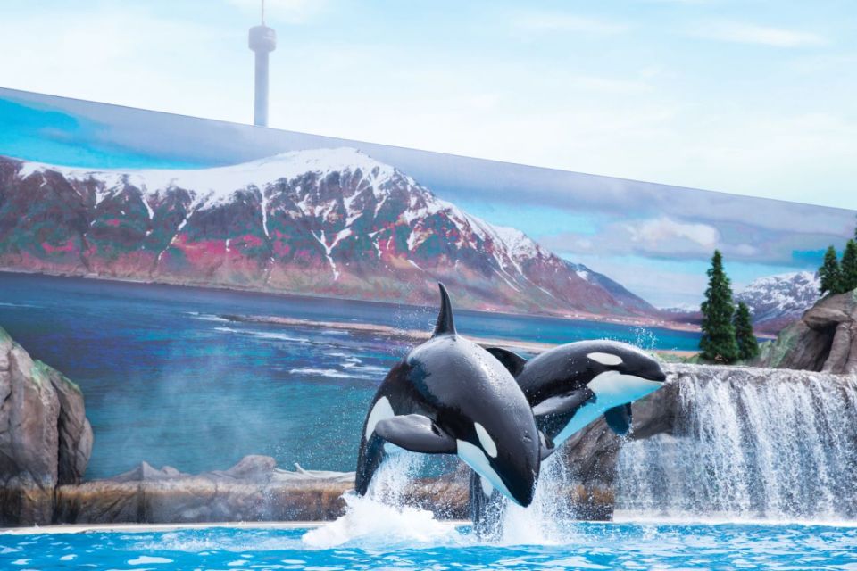 San Antonio: SeaWorld Skip-the-Line Park Admission Ticket - Killer Whales and Belugas