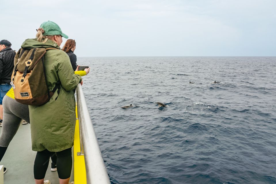 Sao Miguel Azores: Half-Day Whale Watching Trip - Highlights of the Experience