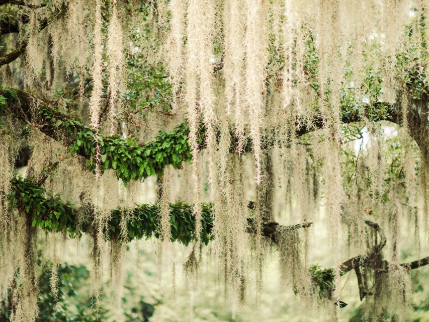 Savannah: Bonaventure Cemetery Tour - Experience Highlights