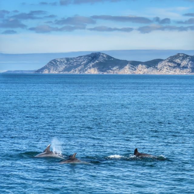 Setúbal: Dolphin Watching Tour - Pricing and Inclusions