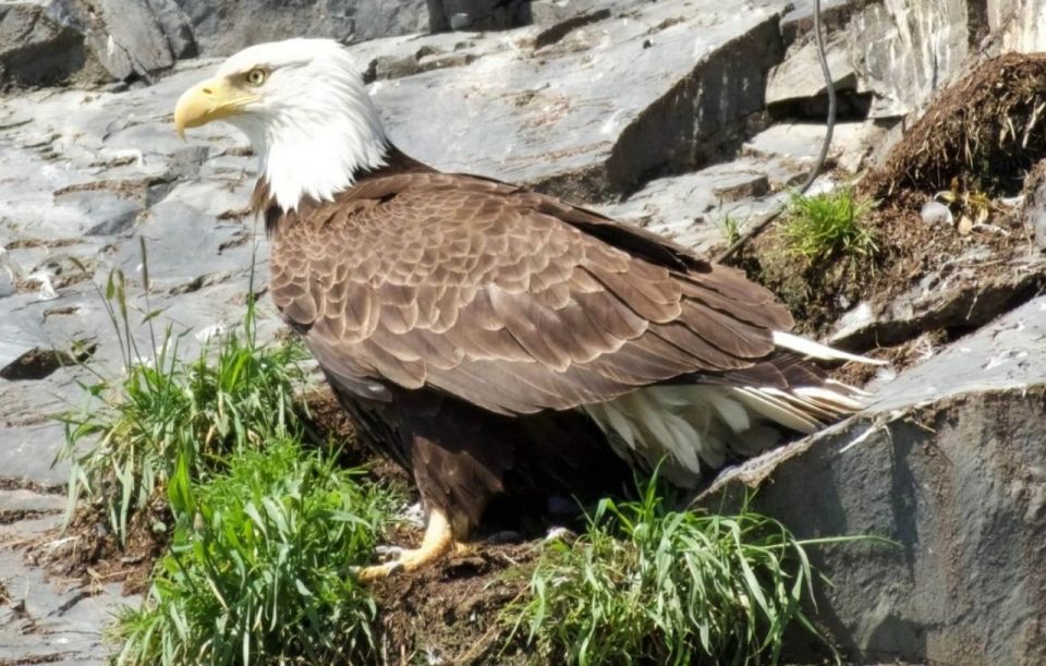 Seward: Spring Wildlife Guided Cruise With Coffee and Tea - Duration and Timing