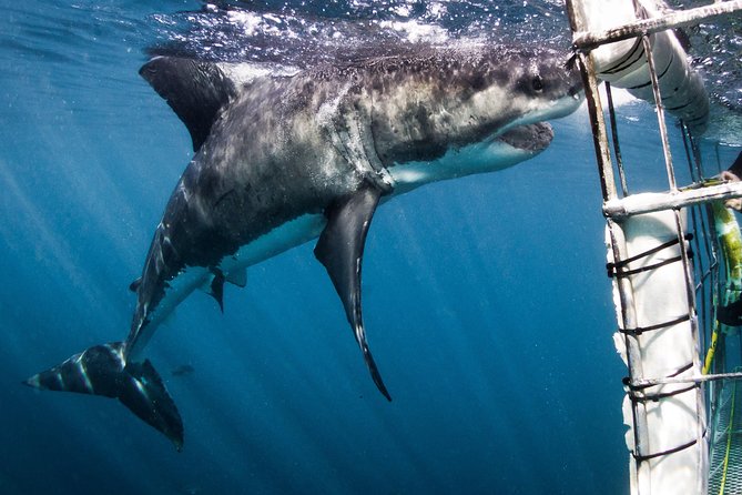 Shark Cage Diving - Adventure Meets Conservation! - Detailed Tour Itinerary