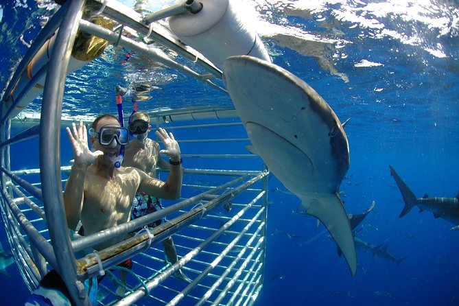 Shark Cage Diving In Oahu - Galapagos and Sandbar Sharks