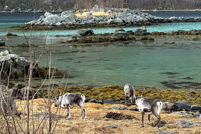 Small Group, Arctic Landscape Blue Day Tour With Creative Vacations - Meeting and Pickup