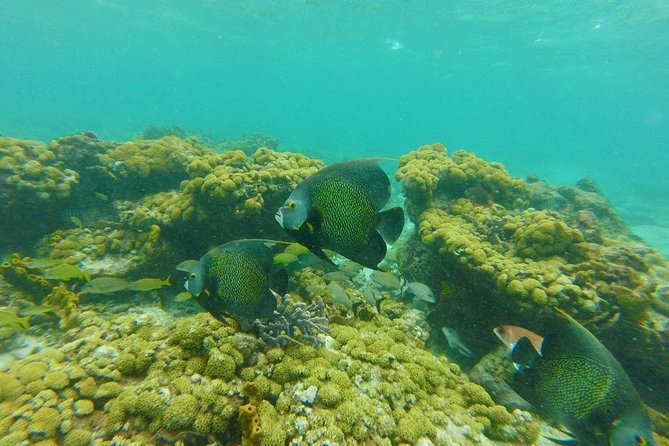 Snorkeling Tour (with Light Refreshments) - Schedule and Operating Hours