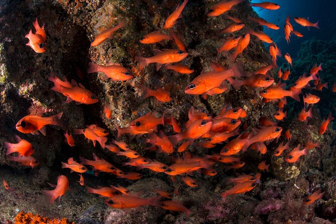 Snorkeling With Marine Biologist Expert From Sorrento - Snorkeling Amid Diverse Aquatic Life