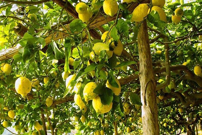 Sorrento Walking Tour With Limoncello Tasting - Meeting and Pickup Information