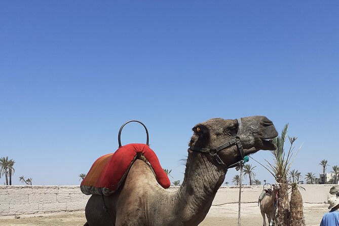 Sunset Camel Ride in the Palmeraie With Transfers - Palmeraie Palm Grove Experience