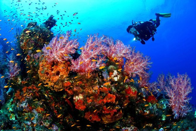 Sunset Night Dive for Certified Divers in St Thomas - Meeting and Pickup