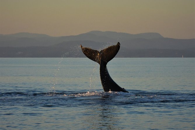 Sunset Whale Watching Adventure From Victoria - Meeting and Pickup