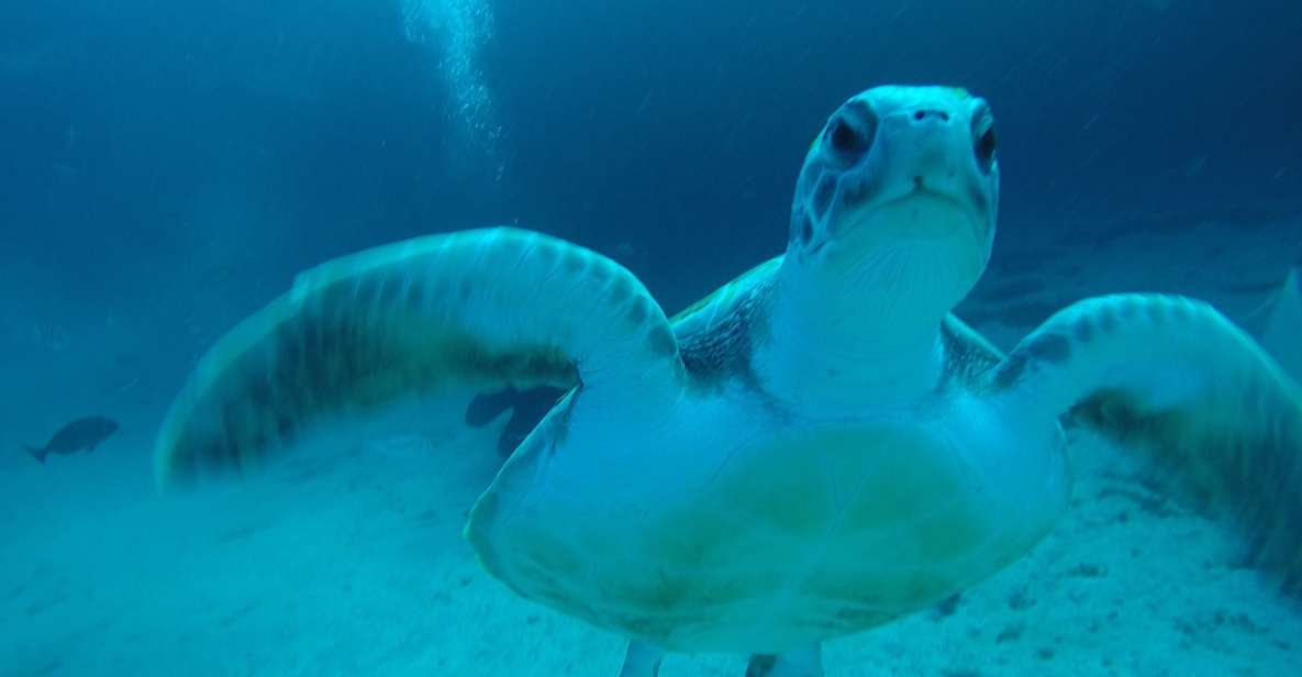 Tenerife: Private Dive for Beginners From a Boat - Booking Information