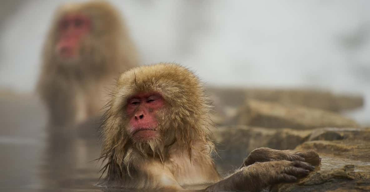 Tokyo to Nagano Snow Monkey Park & Shibu Onsen Private Tour - Itinerary Highlights