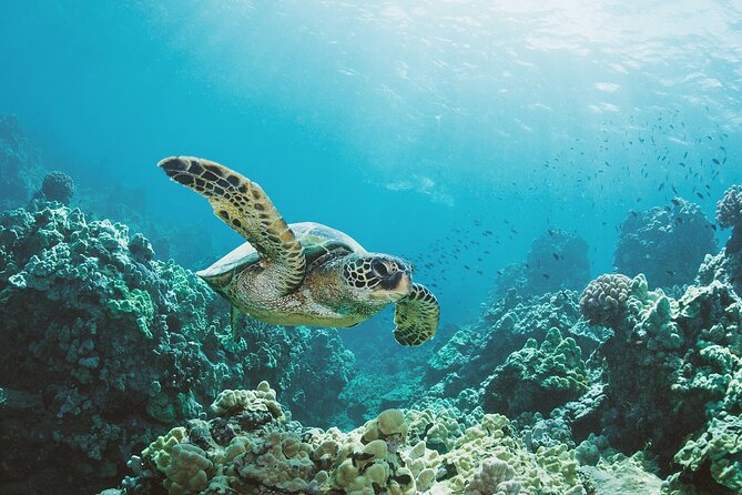 Turtle Canyon Snorkel Adventure - Detailed Snorkeling Experience