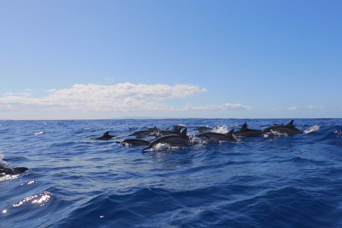 Ultimate 4 Hour Lanai Snorkel and Dolphin Encounter - Snorkeling and Marine Life Sightings