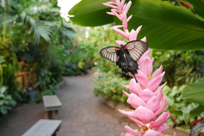 Victoria Butterfly Gardens Ticket - Species and Habitats