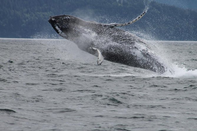 Victoria Shore Excursion: Whale-Watching Cruise With Expert Naturalist Guides - Aquatic Ecosystem Exploration