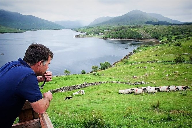 Visit Traditional Working Sheep Farm & Sheepdog Demo. Galway. Guided. 1 ½ Hours. - Meeting Point and Duration