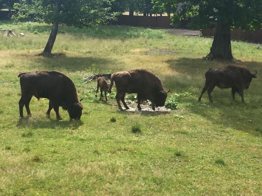 Warsaw: Bialowieza National Park and European Bison Tour - Experience Highlights