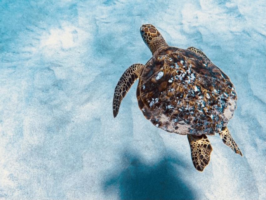 West Oahu: Dolphin Watching and Snorkeling Catamaran Cruise - Highlights of the Cruise