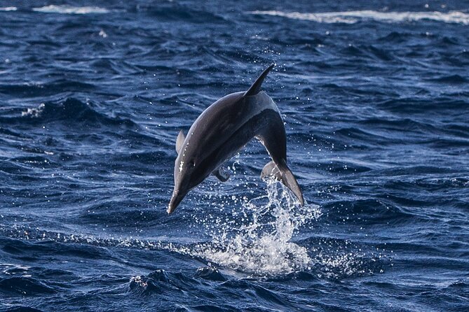 Whale and Dolphin Watching on Tercera Island - Inclusions and Safety Measures