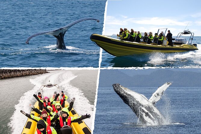 Whale Watching by RIB Speedboat From Downtown Reykjavik - Meeting Location and Logistics