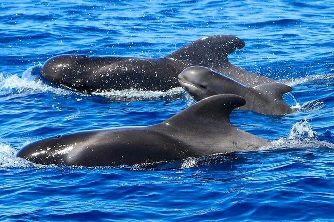 Whale Watching Catamaran to Los Gigantes & Masca (Including Drinks & Warm Lunch) - Tour Activities